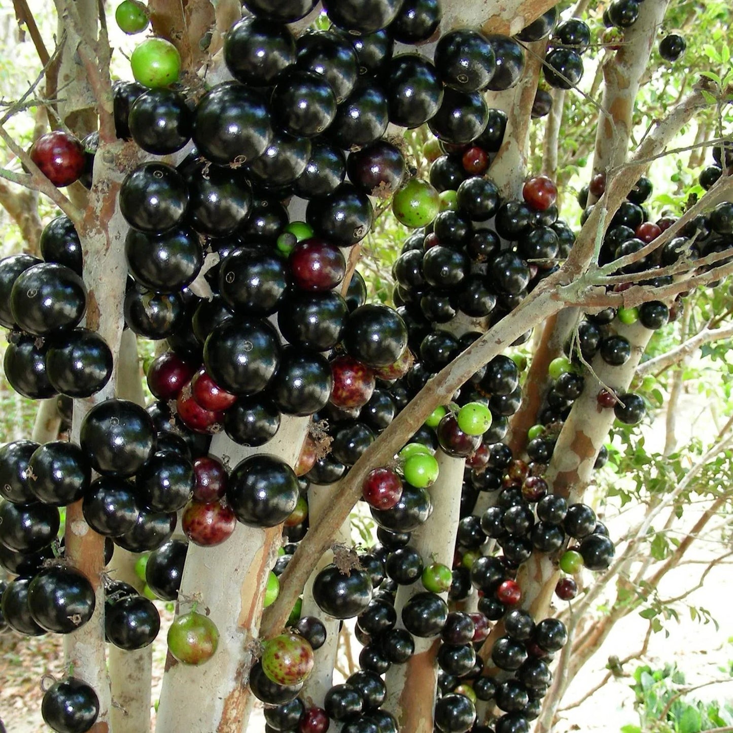 Jaboticaba Sabara Live Fruit Plant