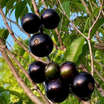 Jaboticaba Sabara Live Fruit Plant