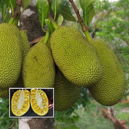 J33 Jackfruit / Malaysian Jackfruit Live plant