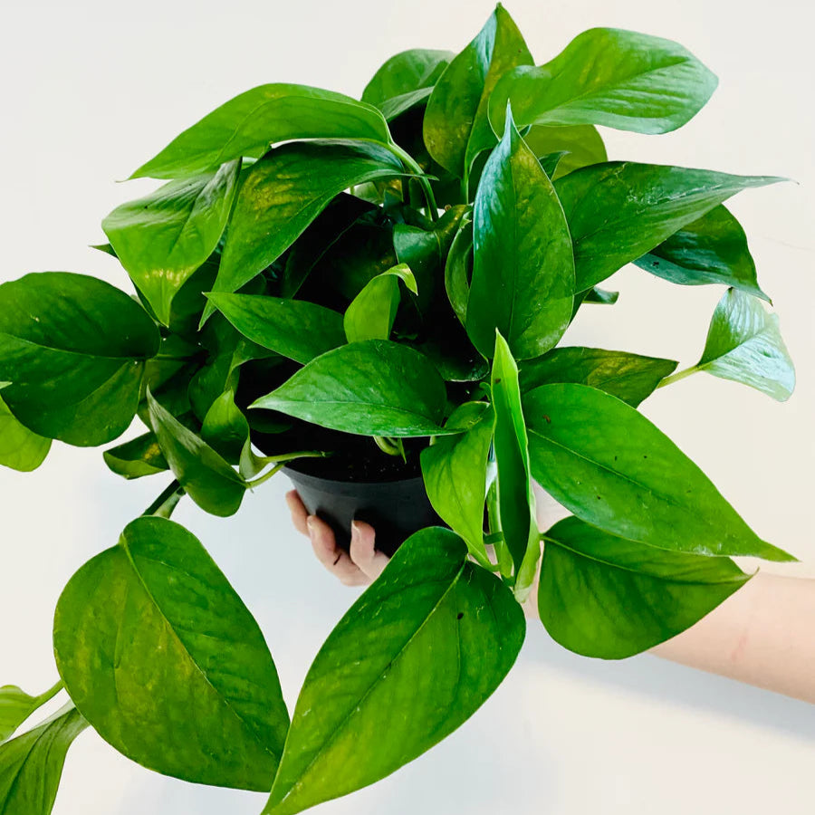 Jade Pothos Indoor Live Plant