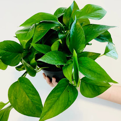 Jade Pothos Indoor Live Plant