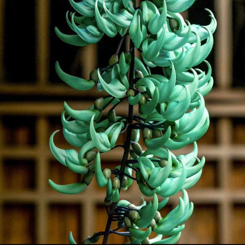 Nema/Blue Jade Vine (Strongylodon macrobotrys) & Red Jade Vine (Mucuna Bennettii) Combo Live Plants