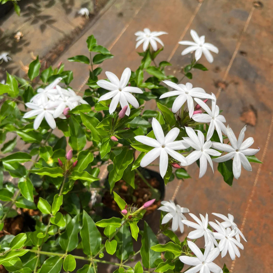 Pink Kakada (Jasminum multiflorum)