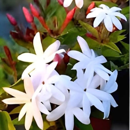 Pink Kakada (Jasminum multiflorum)