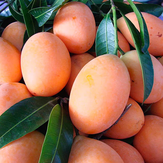 Kalluketty Mango Live Plant