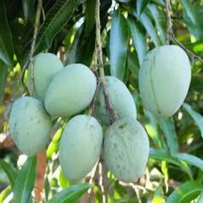 Karpooram Mango Live Plant
