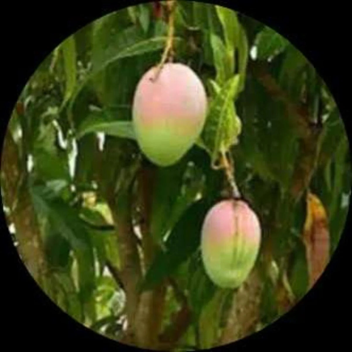 Karpooram Mango Live Plant