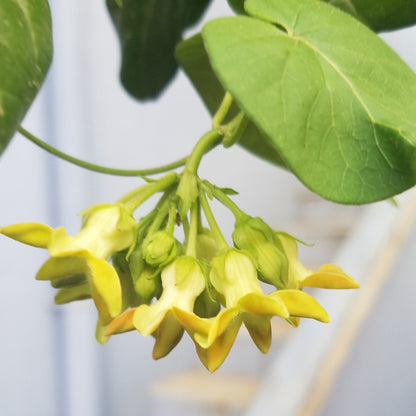 Kodi Sampangi / Tonkin Jasmine Live Plant