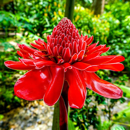 Red Torch Ginger Flowering Live Plant