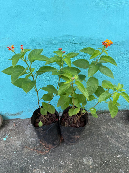 Lantana Orange and Yellow Imported (Tick Berry) All Time Flowering Live Plant