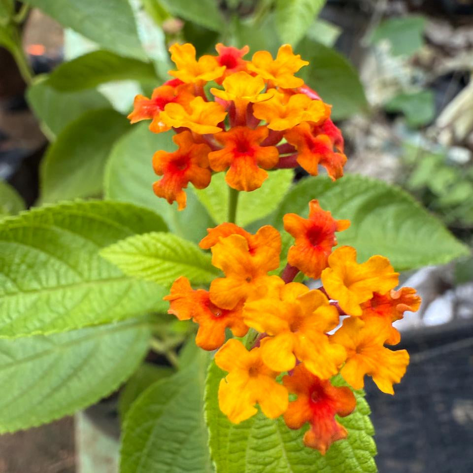 Lantana Orange and Yellow Imported (Tick Berry) All Time Flowering Live Plant