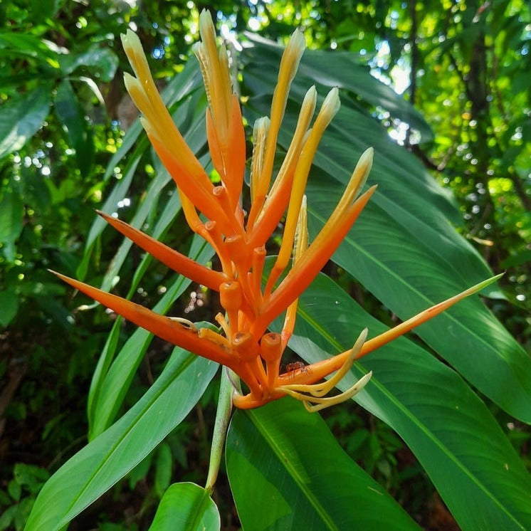 Heliconia Longiflora Flowering Live Plant