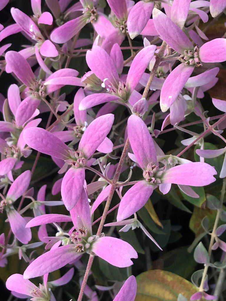 Congea Tomentosa Dark Pink Live Plant