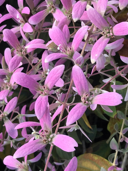 Congea Tomentosa Dark Pink Live Plant