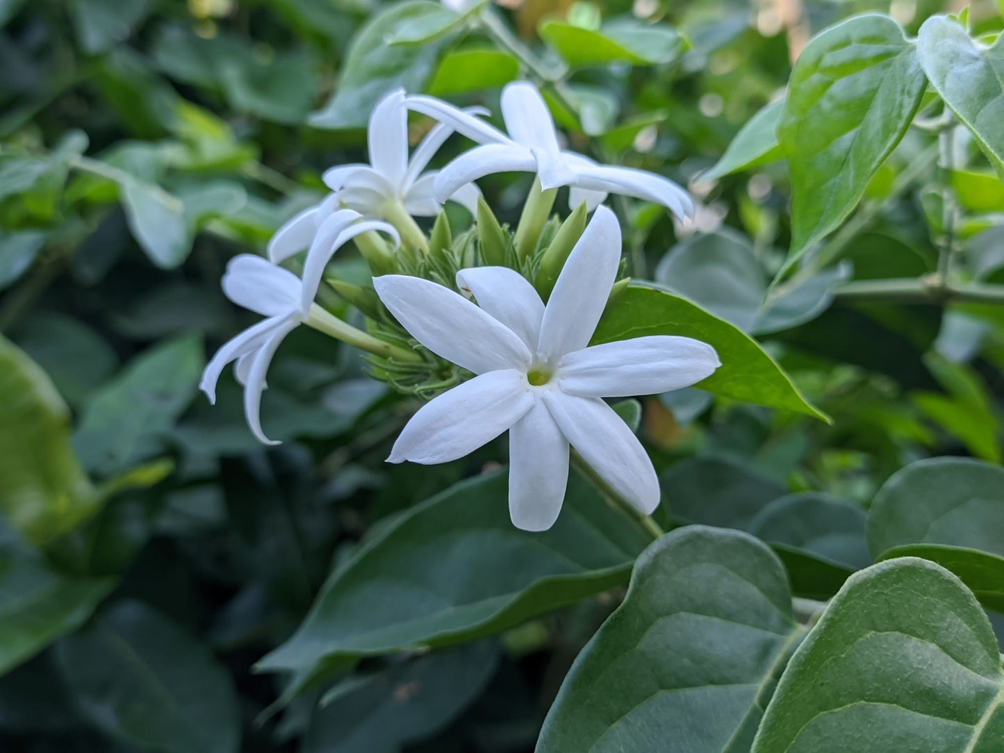 Nithyakalyani (Jasminum multiflorum) Highly Fragrant Flowering Live Plant