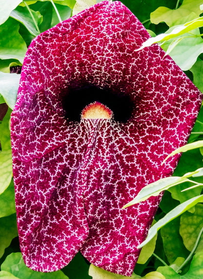 Aristolochia Gigantea (Pelican Flower) Flowering Plant