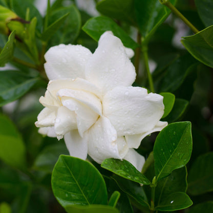 Gandhraj / Gardenia Cape Jasmine Multi Petal (Paarijatham) Highly Fragrant All Time Flowering Live Plant