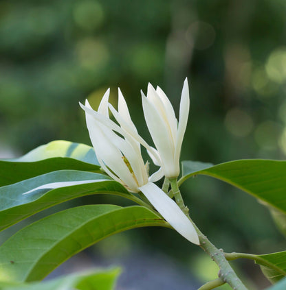 White Champa Grafted Flowering Live Plant