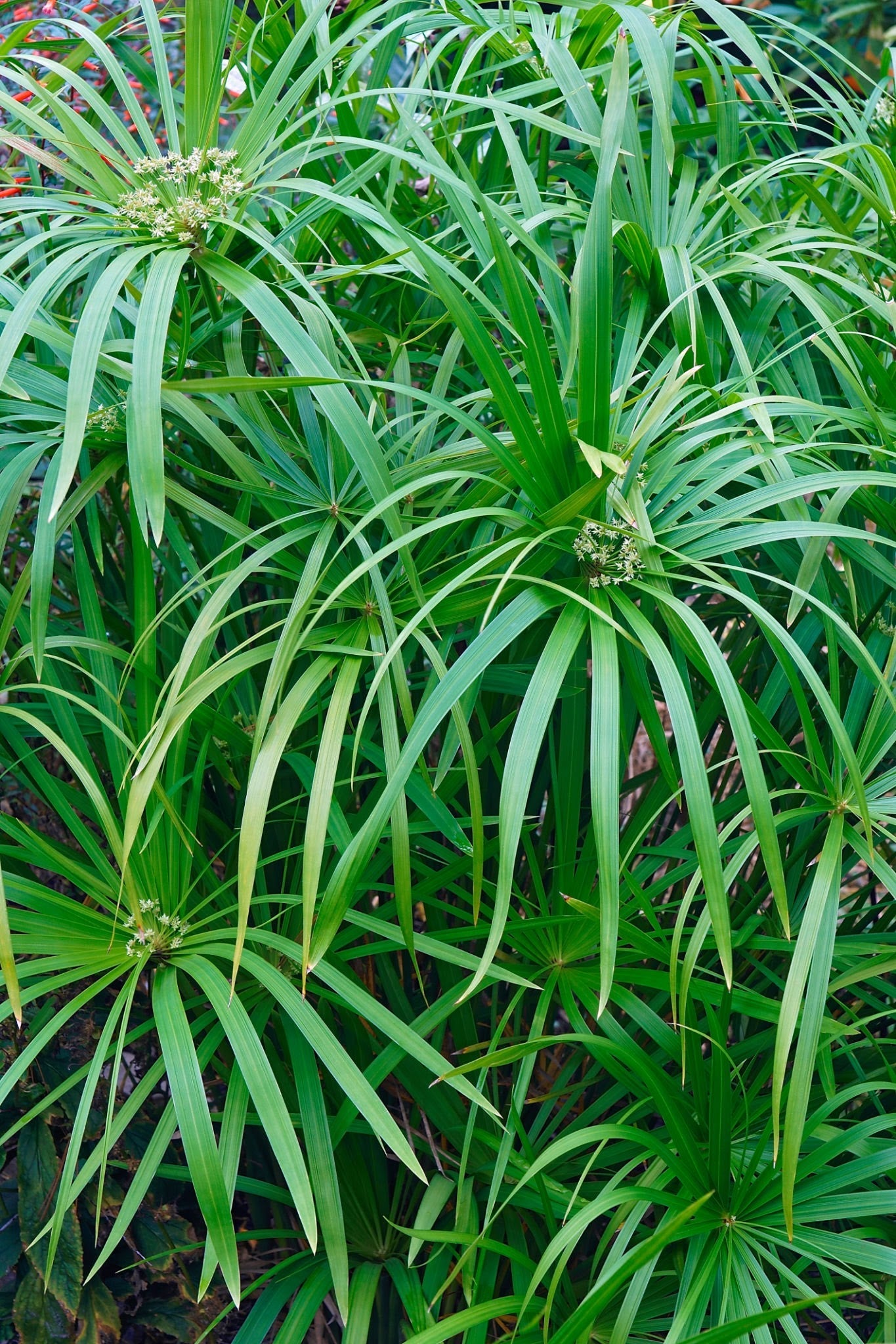 Umbrella Palm (Cyperus alternifolius) Indoor / Outdoor Live Plant