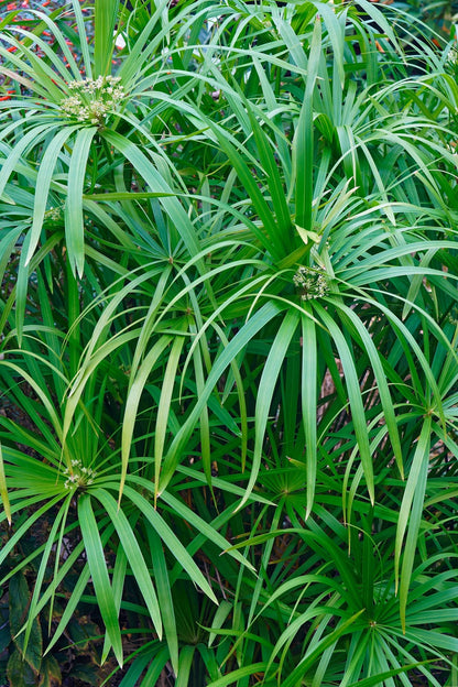 Umbrella Palm (Cyperus alternifolius) Indoor / Outdoor Live Plant