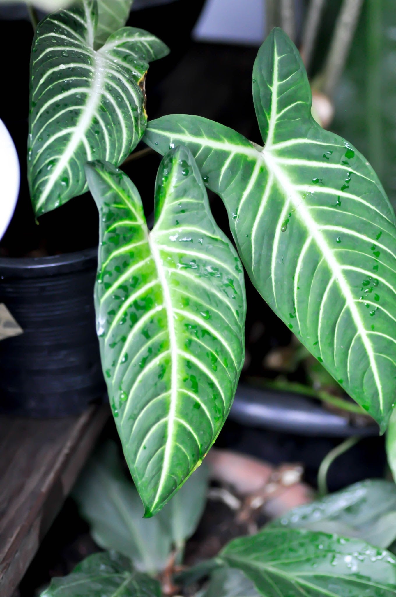 Caladium Lindenii (Angel Wings) Indoor Live Plant