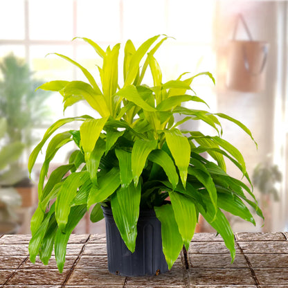Dracaena ‘Limelight’ Indoor/ Out door Live  Plant