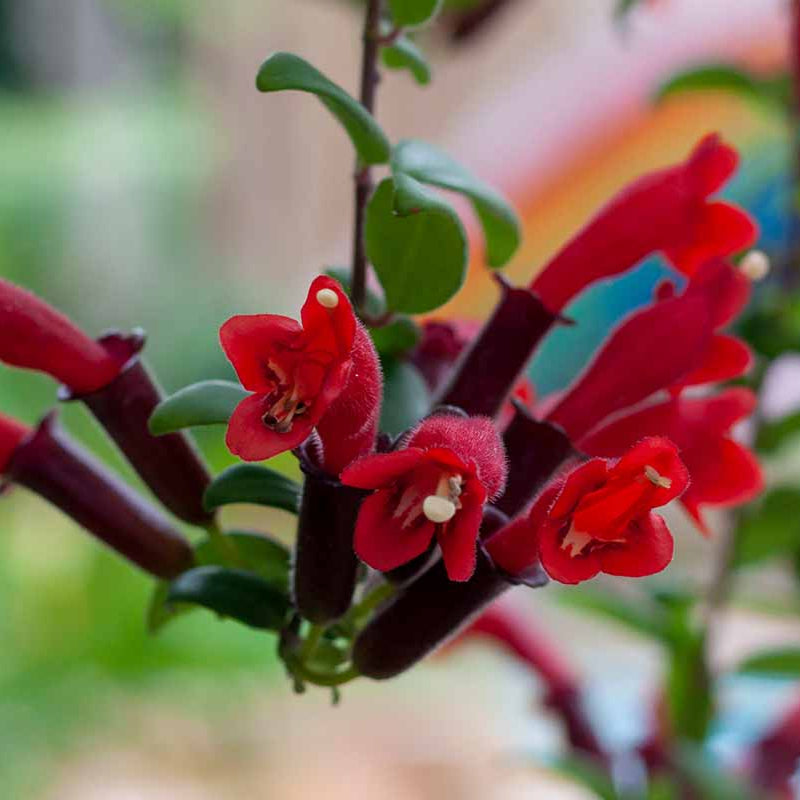 Lipstick Plant (Aeschynanthus radicans)All time Flowering Live Plant