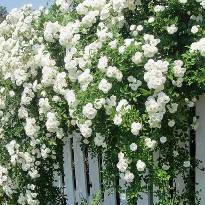 White Creeper/ Climbing Rose Live Plant