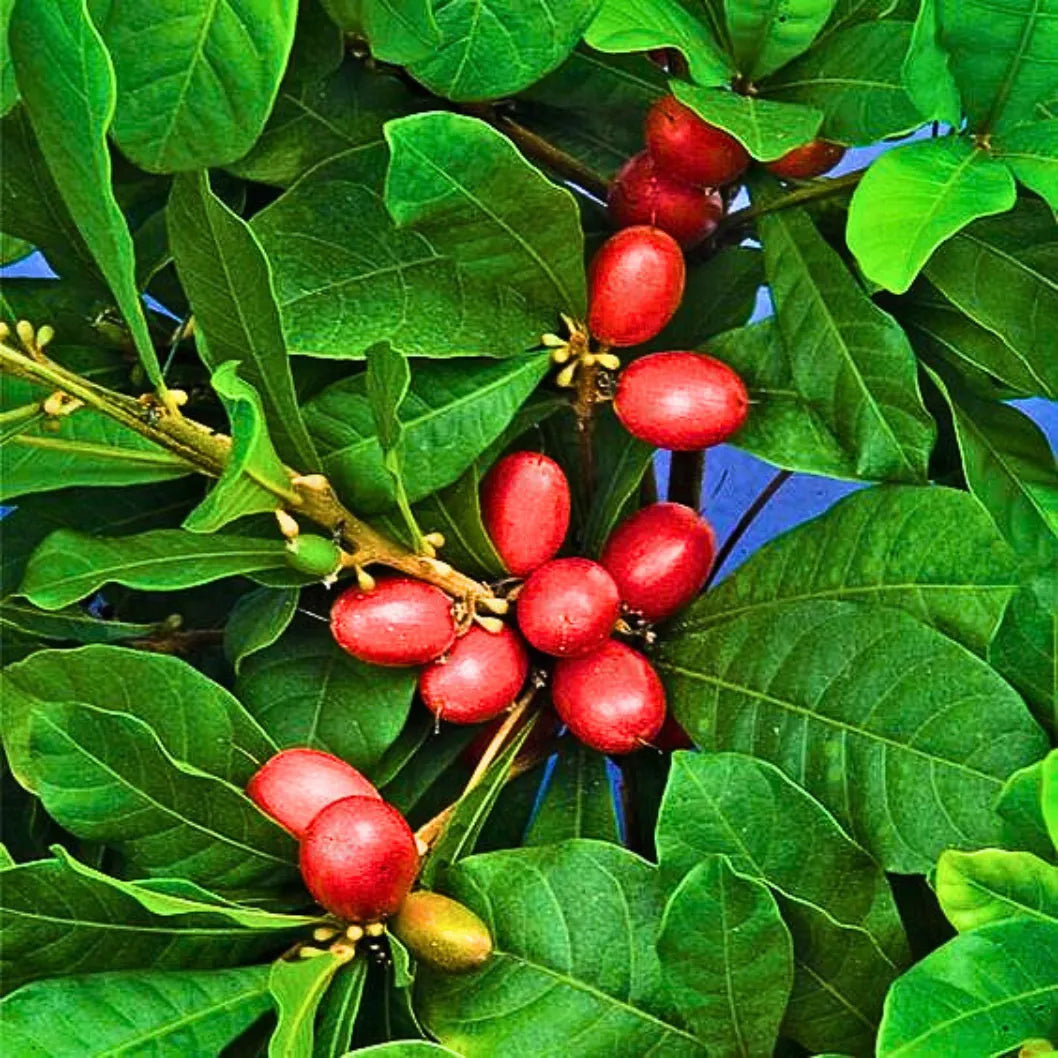 Miracle Fruit (Synsepalum dulcificum) Live Plant