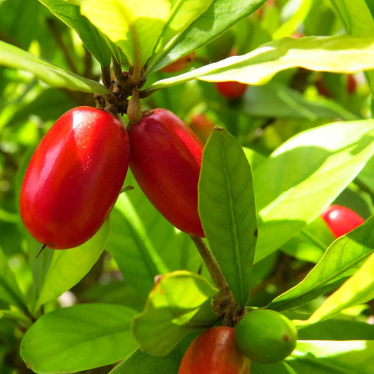 Miracle Fruit (Synsepalum dulcificum) Live Plant