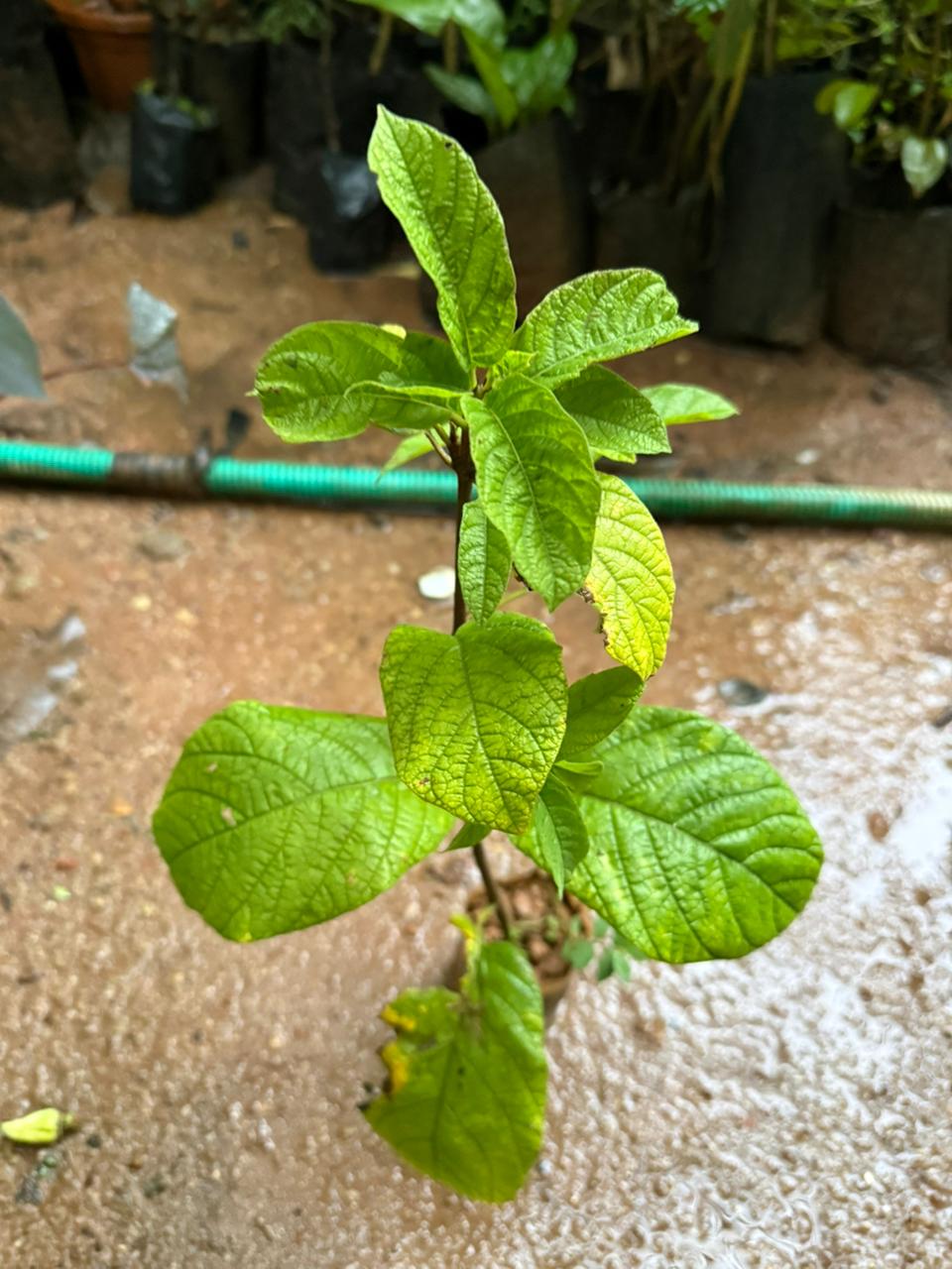 Randia Longistyla/ Macrosphyra longistyla highly fragrant All Time Flowering Live Plant
