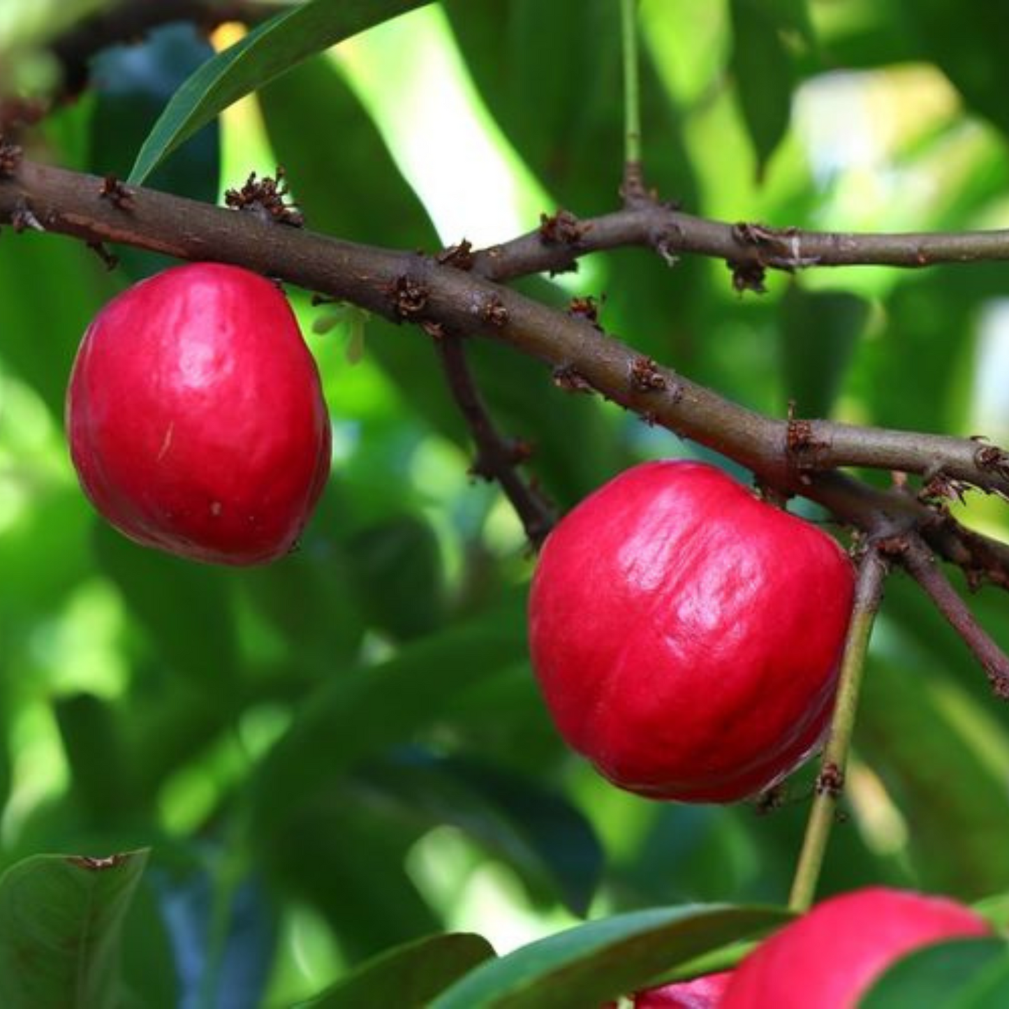 Mahkota deva Medicinal Live Plant