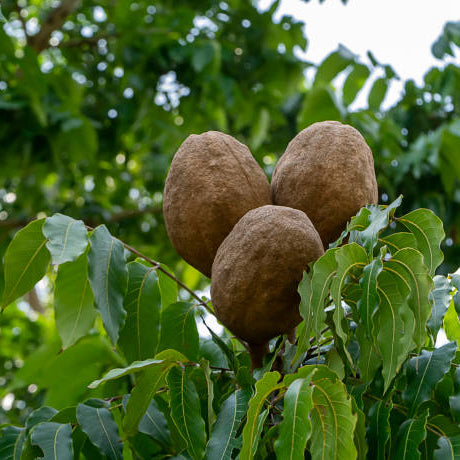 Mahogany (Swietenia macrophylla) Live Plant