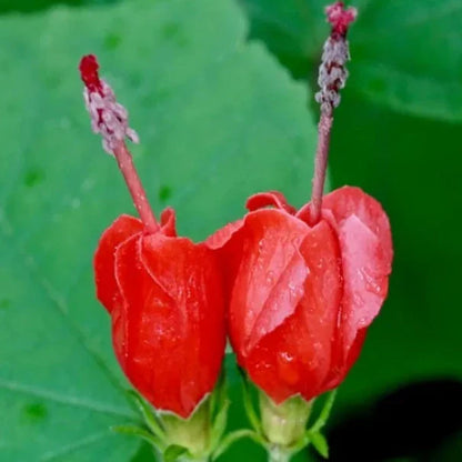 Miniature Sleeping Hibiscus Red (Malvaviscus arboreus) Flowering Live Plant