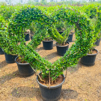 Malpighia Bonsai Plant