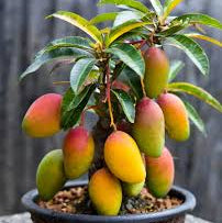 Malgova  Mango Bonsai Tree  Live Plant