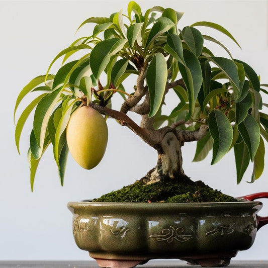 Neelam  Mango Bonsai Tree  Live Plant