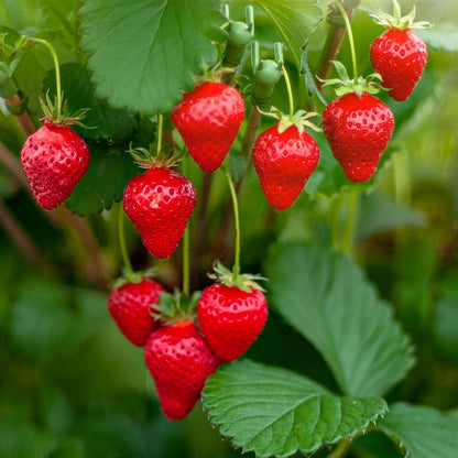 Strawberry Live Plant
