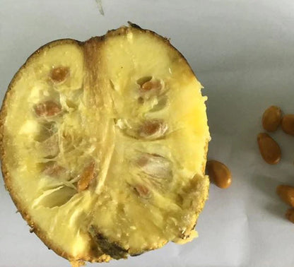 Mountain Soursop Live Plant (Annona Montana)