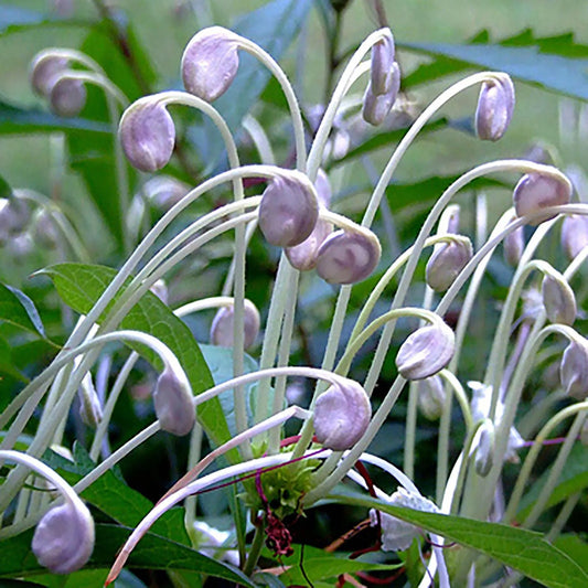 Clerodendrom Incisum / Musical Note Rare  Flowering Live Plant