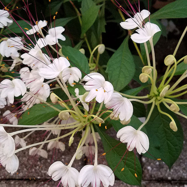 Clerodendrom Incisum / Musical Note Rare  Flowering Live Plant