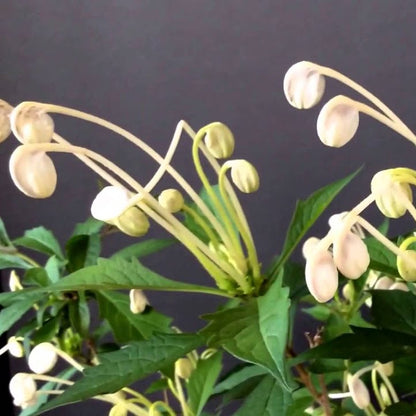 Clerodendrom Incisum / Musical Note Rare  Flowering Live Plant