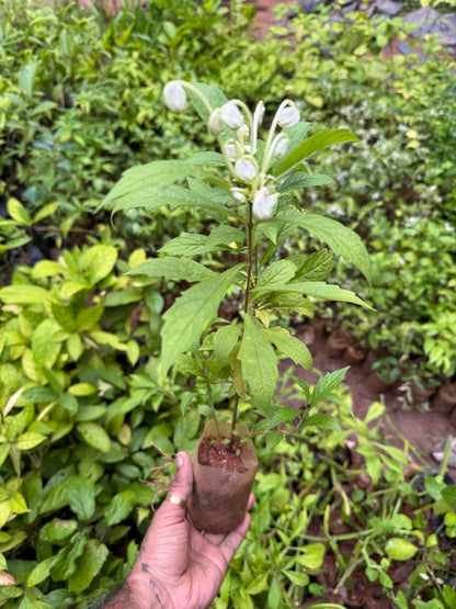 Clerodendrom Incisum / Musical Note Rare  Flowering Live Plant