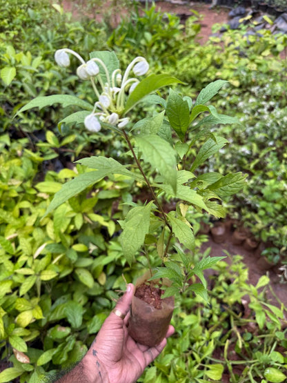 Clerodendrom Incisum / Musical Note Rare  Flowering Live Plant