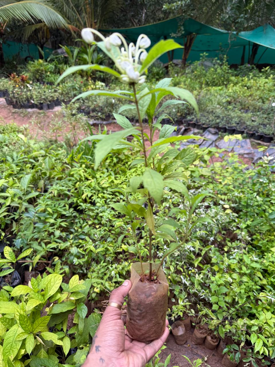 Clerodendrom Incisum / Musical Note Rare  Flowering Live Plant