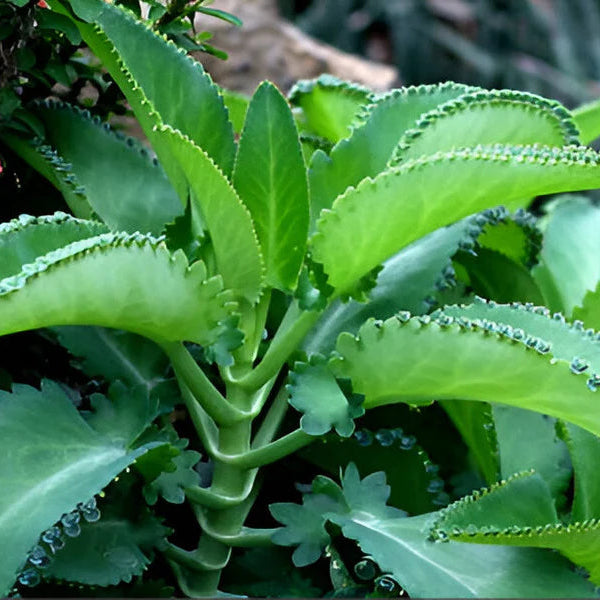 Mother of Thousands  Indoor / Outdoor Live Plant