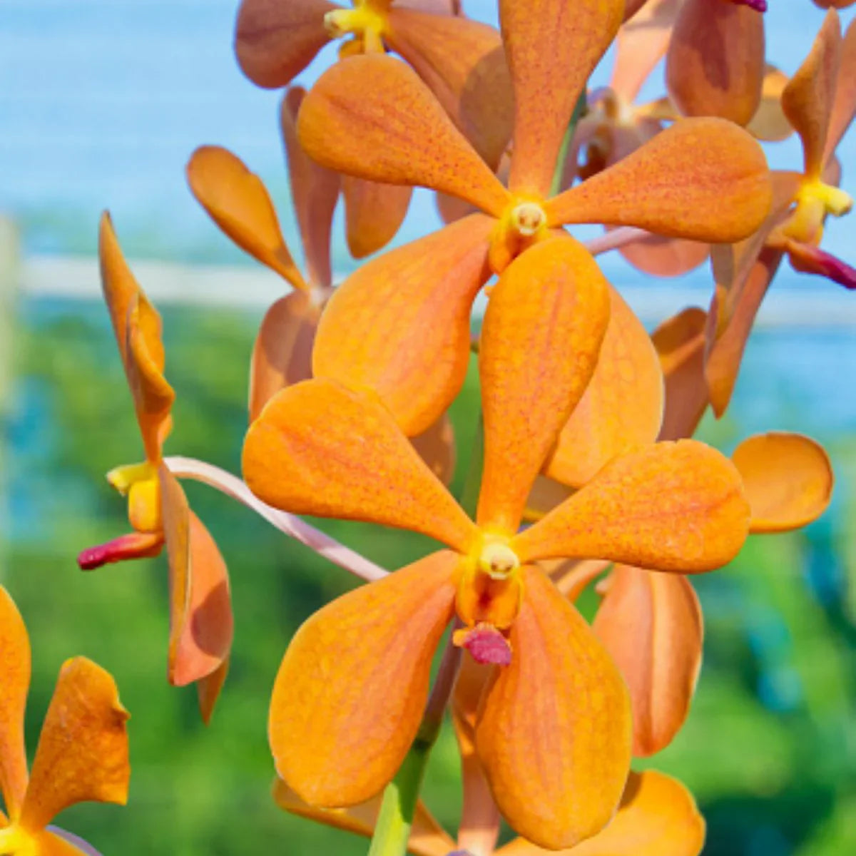 Mokara ‘Omyai Orange’ Orchid – Exotic Premium Flowering Live Plant