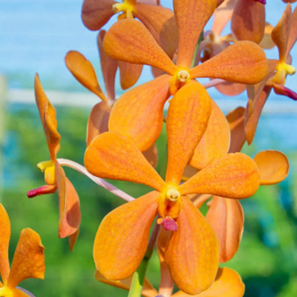 Mokara ‘Omyai Orange’ Orchid – Exotic Premium Flowering Live Plant