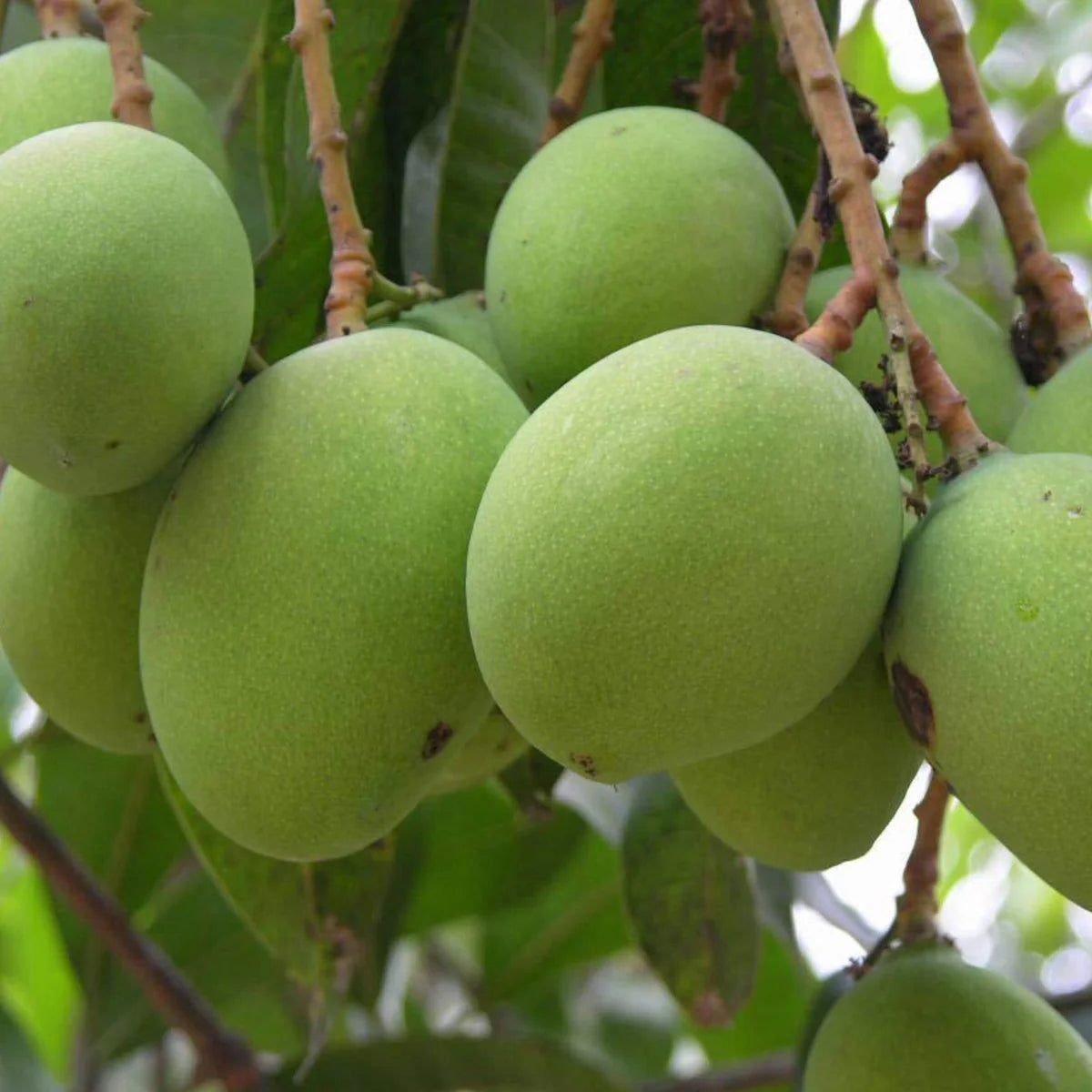 Moovandan Mango Live Plant