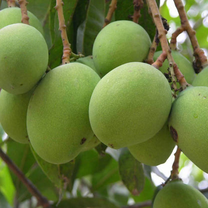Moovandan Mango Live Plant